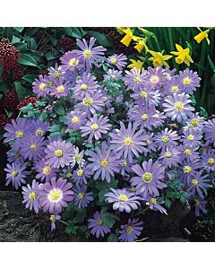 Анемоне /Anemone blanda  Violet Star / 1 бр