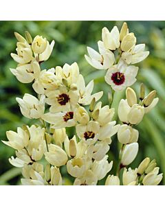 Иксия / Ixia Ixia Hogarth/ 1 бр