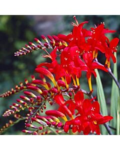 Крокосмия / Crocosmia 'Red King' / 1 бр