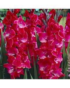 Гладиол /Gladiolus  'After Shock' /1 бр