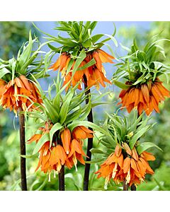 Фритилария /Fritillaria imperialis 'Prolifera'/ 1 бр
