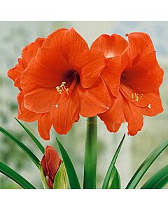 Амарилис /Hippeastrum 'Orange Souvereign' /1 бр