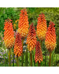 Книфофия Alcazar - Kniphofia Alcazar - 2бр.
