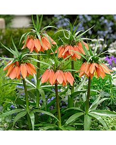 Фритилария /Fritillaria 'Brahms'/ 1 бр
