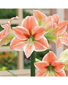 Амарилис /Hippeastrum galaxy 'Apricot Parfait'/ 1 бр