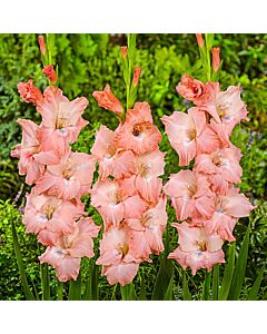 Гладиол / Gladioli Spic & Span / 