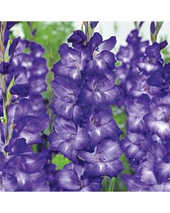 Гладиол /Gladioli Blue Isle/ 1 бр