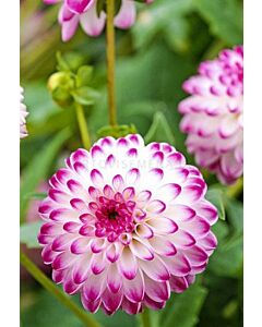 далия Border Decorative Pink Isa
