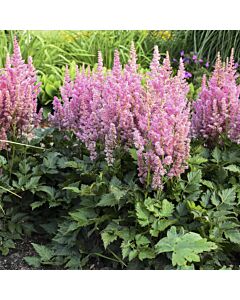 Астилбе /Astilbe 'Vision in pink'/ 1 бр