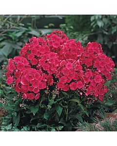 Флокс / Phlox Tenor / 1 бр