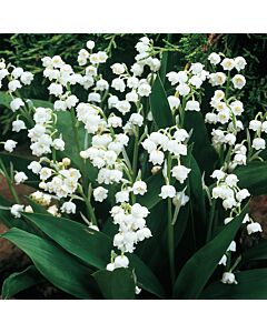 Момина сълза бяла - Convallaria Majalis White - 5 бр.