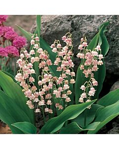 Момина сълза кичеста /Convallaria rosea /