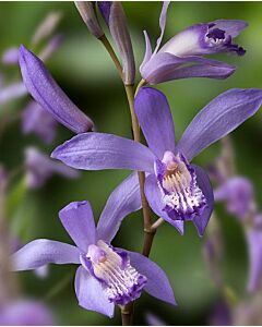 Земна орхидея / Bletilla blue dragon / 1 бр