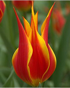 Лале /Tulip Fly Away/Lily-Flowered 11/12