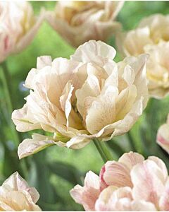 Лале /Tulip Silk Road/ 1 бр