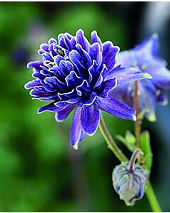 Аквилегия / Aquilegia crista barlow / 1 бр