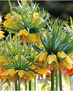 Фритилария /Fritillaria imperialis Maxima Lutea'/ 1 бр