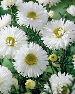 Астра /Aster Novi-Belgii White/ 1 коренище