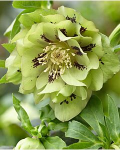 Кукуряк /Helleborus Double Ellen Green / 1 бр