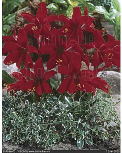 Хипеастрелия /Hippeastrelia 'Red Beauty'/ 1 бр
