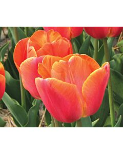 Лале /Tulip Michael/ 11/12