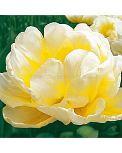 Лале /Tulip Flaming Evita/ 1 бр