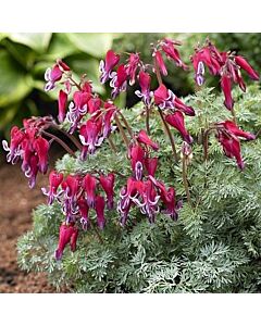 Дамско сърце -Dicentra Fire Island -1 бр