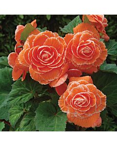 Бегония Лейс Априкот /  Begonia Lace apricot / 1 бр