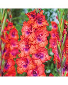 Гладиол /Gladiolus  'Tricolor' /1 бр