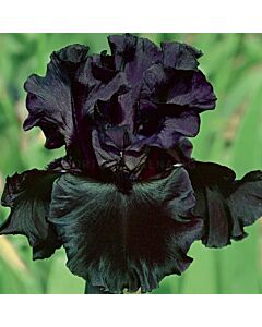 Ирис Black 1 бр