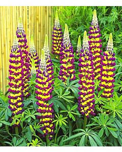 Лупина лилаво-жълта/  Lupinus Purple/Yellow / 1 бр				