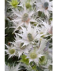 Морска падуба - Eryngium White Giant - 1 бр			