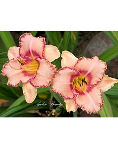 Хемерокалис Ангелска красота /HEMEROCALLIS AGELESS BEAUTY/ 1 бр