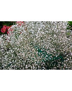 Гипсофила бяла- Gypsophila White -3 бр.