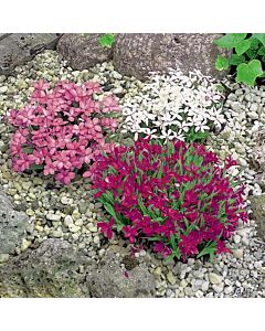 Родохипоксис микс / Rhodohypoxis mix / 5 бр