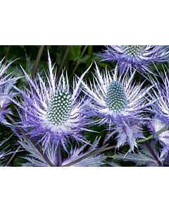 Морска падуба /Eryngium alpinum/ 1 бр