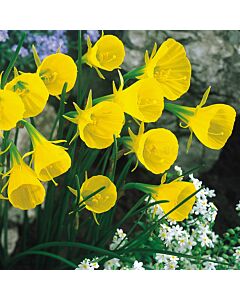 Нарцис /Narcissi species bulbocodium conspicuus'/ 1 бр