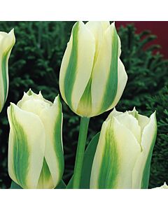 Лале White Spring Green 1 бр