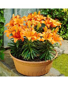 Лилиум оранжев нисък / lilium orange pixie / 1 оп ( 3 бр )