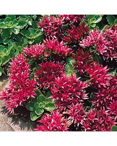 Седум /sedum Spurium/ 1 бр