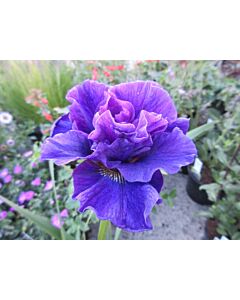 Ирис / Iris Siberica Concord Cruch / 1 бр