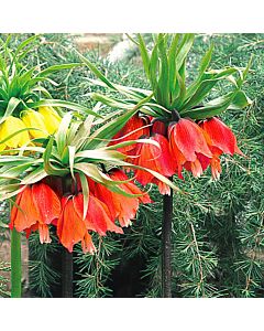 Фритилария /Fritillaria imperialis 'Rubra Maxima''/ 1 бр