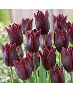 Лале /Tulip 'Havran'/ 1 бр