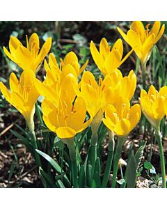Щернбергия /Sternbergia lutea / 1 бр