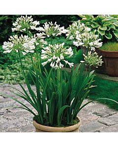 Агапантус / Agapanthus umbellatum white / 1 бр
