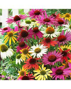 Ехинацея микс / Echinacea Mixed / 1 оп ( 5 луковици )		