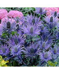 Аметист морска падуба - Eryngium Blue Star - 1 бр