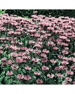 Монарда /  Monarda Beauty of Cobham / 1 бр
