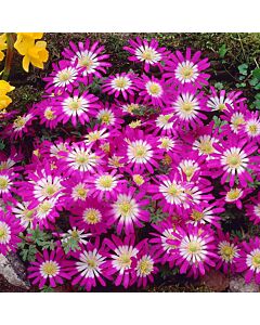 Анемоне /Anemone blanda Pink Star / 1 бр