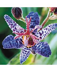 Орхидея - Трициртис /Tricyrtis Blue Spotted / 1 бр